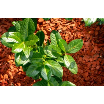 Red Sandalwood Plants